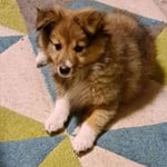 Lana's Dog Training - Pic 4