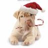 Pet Universe Vets - Pic 7