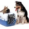 Tugun Veterinary Surgery - Pic 1