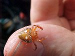Triangle spider. and my thumb. lovely.
