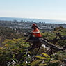 True Blue Tree & Stump Removal - Pic 5