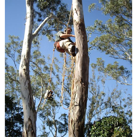 Arbor Life Tree Services - Tree & Stump Removal Services - Toowoomba