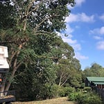 Rob Jamieson Tree & Stump Removal - Pic 9