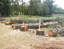 Logging
