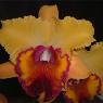 Fame Orchids - Pic 5