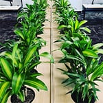 D&L Indoor Plant Hire & Garden Maintenance Pty Ltd - Pic 2