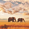 Serengeti Print Group - Pic 1