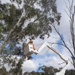 Nelson's Tree Services - Pic 10