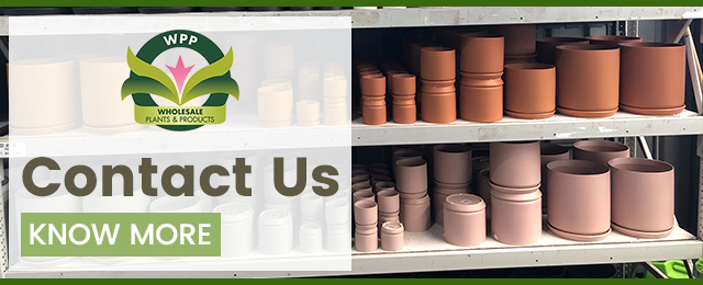 Wholesale Plants & Products Pty Ltd - Promotion 1