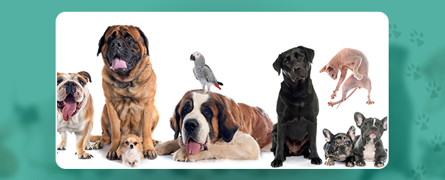 Maroondah Veterinary Clinic - Promotion 3