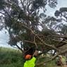 Hilltops Vegetation Services - Pic 6