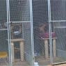 Treetops Boarding Cattery - Pic 4
