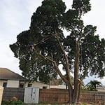 Rob's Tree Service - Pic 2