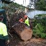 Tree Central - Pic 3