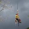 Steve Cairns Tree Service - Pic 6
