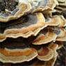 Systems Pest Management Pty Ltd - Pic 9