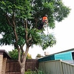 Nelson's Tree Services - Pic 7