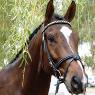 Gooromon Park Horse Riding Centre - Pic 2