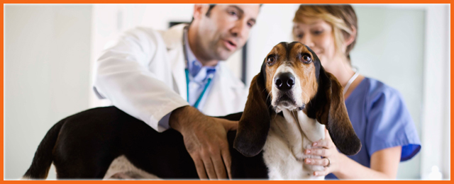 Pet Universe Veterinary Centre Broadview & Northgate - Promotion 1