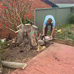Central Coast Tree Removal - Pic 7