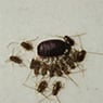Systems Pest Management Pty Ltd - Pic 6