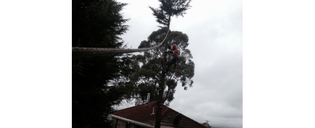 Adams Tree Services - Promotion 2