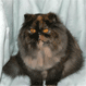 Canterbury Tails Boutique Boarding Cattery - Pic 7