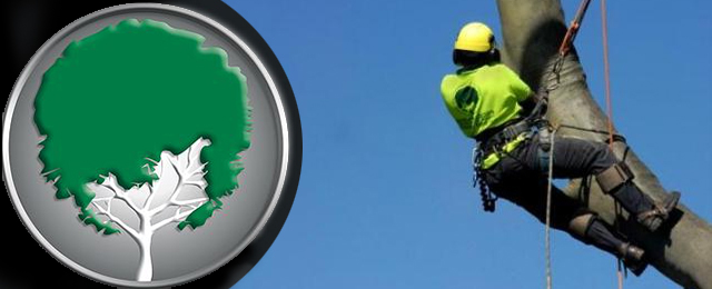 A Accurate Tree Services - Promotion 1