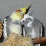 Living Jungle - Pic 5