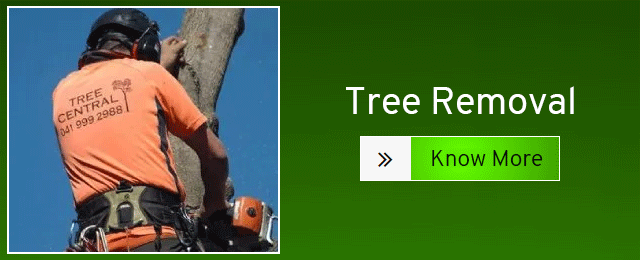 Tree Central - Promotion 2