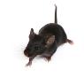 Rebel Pest - Pic 4