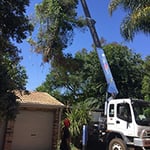 Brady Tree Service Pty Ltd - Pic 3