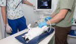 The Veterinary Hospital North - Pic 1
