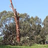 Albury Wodonga Tree & Stump Removal - Pic 5