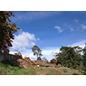 Both of the pine trees removed safely