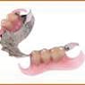 Affordable Denture Clinic - Pic 6