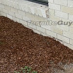 Ants in Brisbane