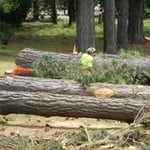 Woodstock Tree & Stump Removal - Pic 3