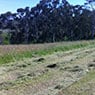 Slashing thick grass.