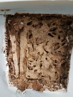 Picton Pest Control - Pic 9