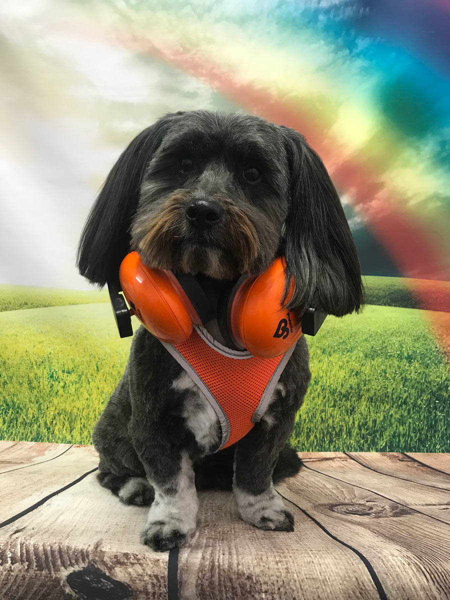 Spot On Dog Grooming Dog & Cat Clipping & Grooming Shop 2 50 Coleman St Moonah