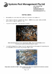 Termite Swarms