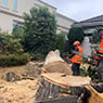 Harringtons Tree Services - Pic 2