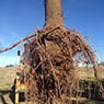Cut Above Tree Care (Aust) Pty Ltd - Pic 4