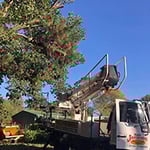 Rob Jamieson Tree & Stump Removal - Pic 5