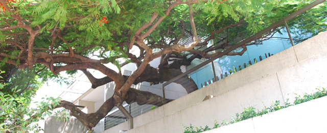 The Tree Doctor - Promotion 3