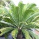 Plantation 2000 - Pic 1