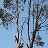Albury Wodonga Tree & Stump Removal - Pic 7