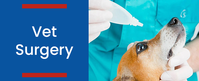 Wetherill Park Veterinary Surgeons - Promotion 3