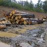 Dindi Sawmills Pty Ltd - Pic 3